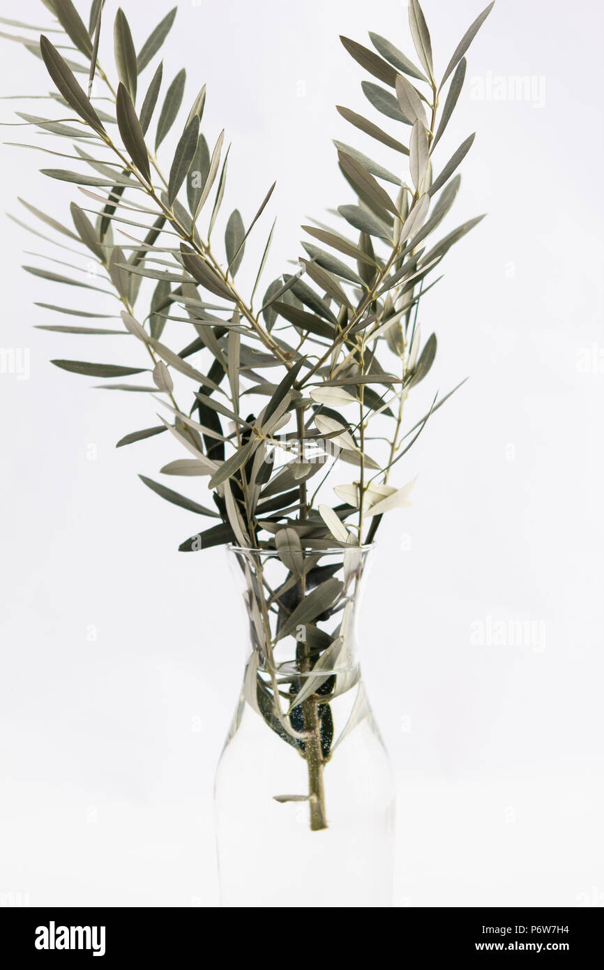 Olive branches in a vase on white background Stock Photo Alamy