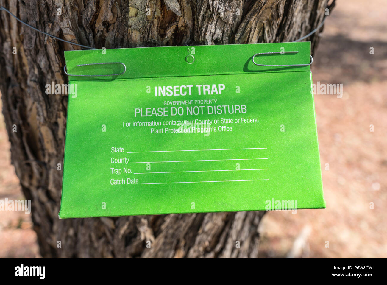Government agency insect trap hanging on tree. Stock Photo