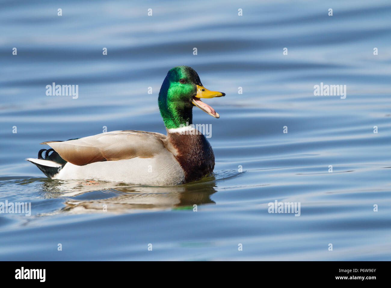 A quacking drake mallard duck Anas platyrhnchos Stock Photo Alamy