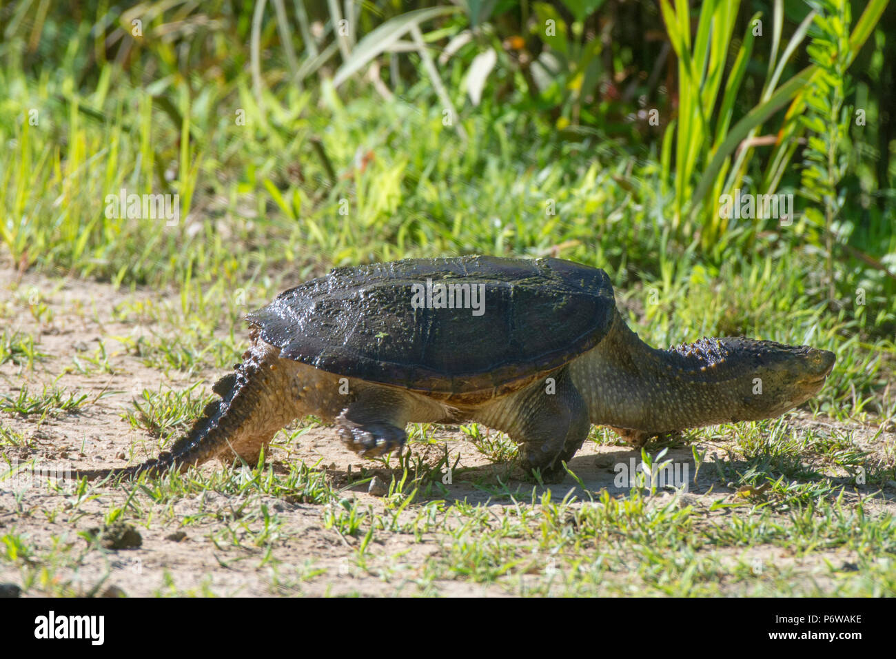 A common snapping turtle walks at Kenilworth Aquatic Gardens in ...