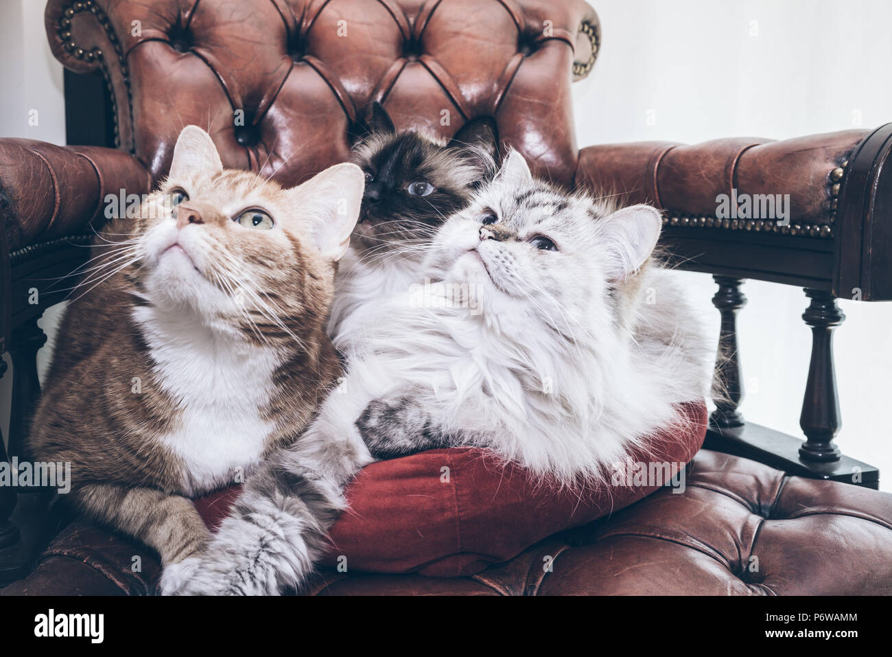 three cats relaxing on armchair looking in same direction Stock Photo