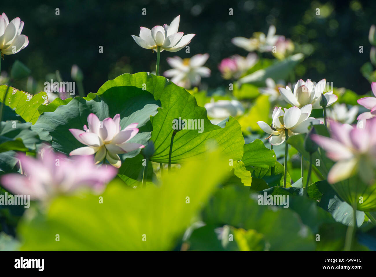 Lotus Can Grow To Be Nearly 6 Feet Tall At Kenilworth Aquatic