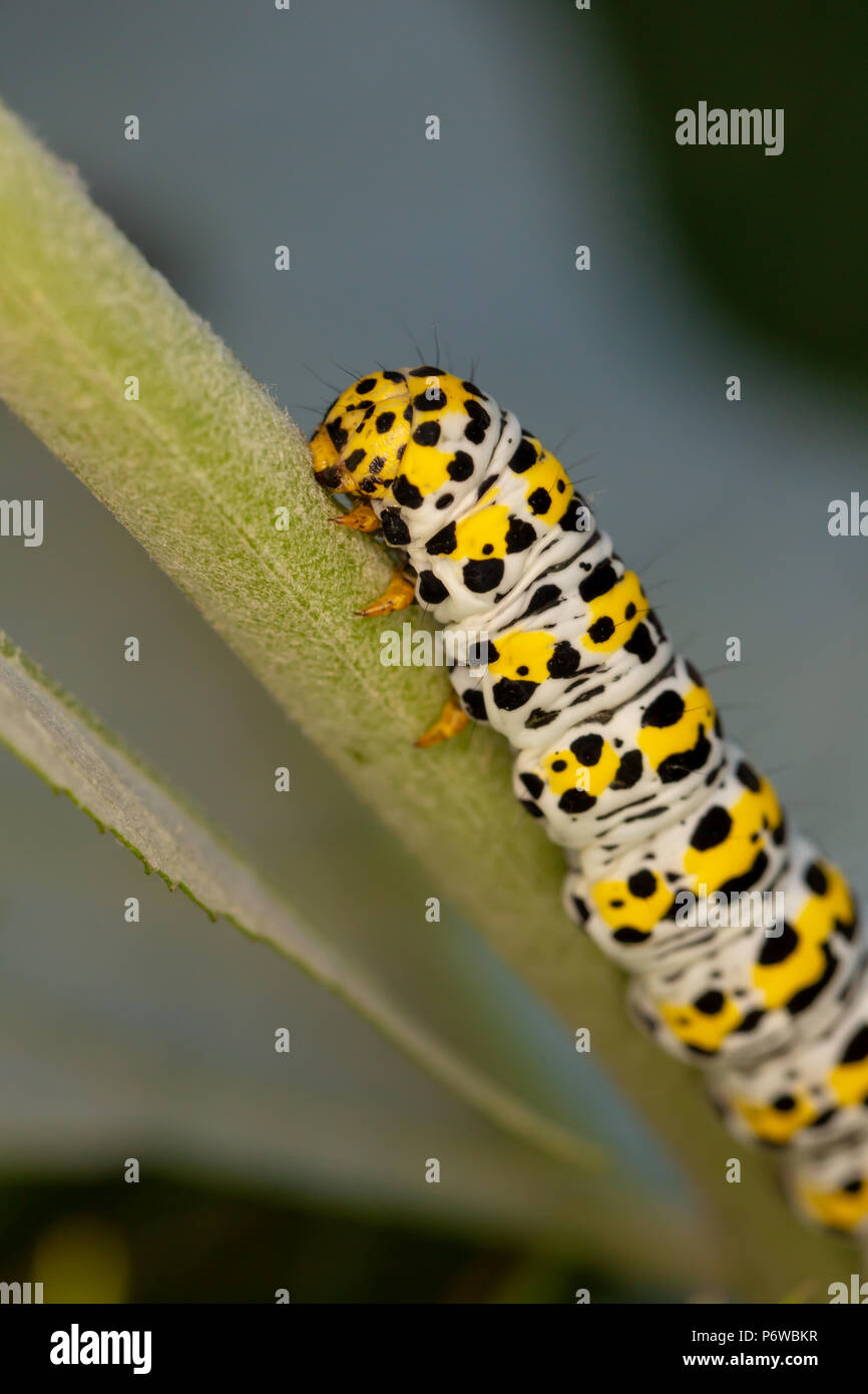 Close-up photo of a vertical Mullein moth caterpillar on stork shot with narrow depth of field. Stock Photo