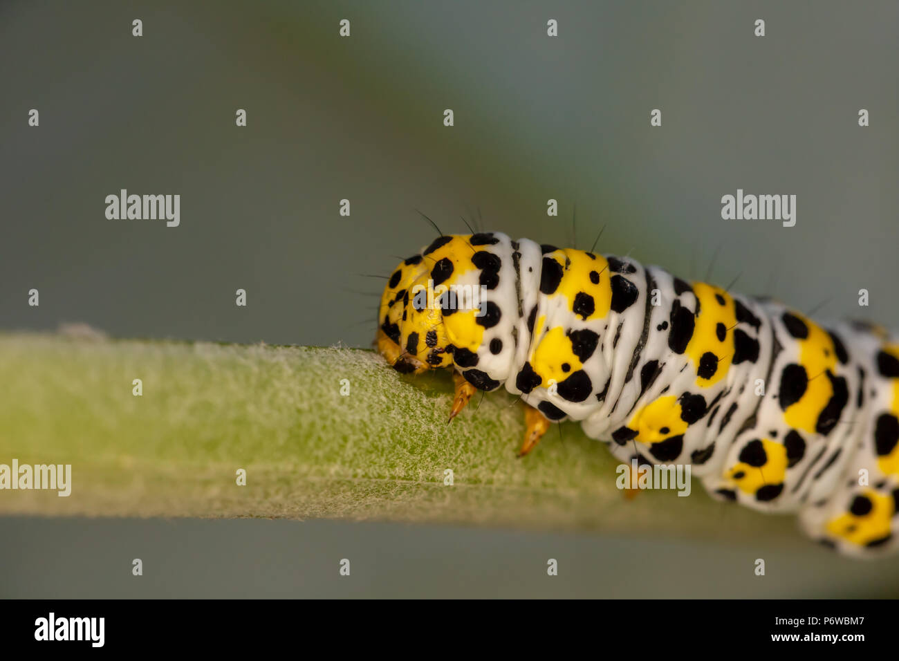 Close-up photo of a horizontal Mullein moth caterpillar on stork shot with narrow depth of field. Stock Photo