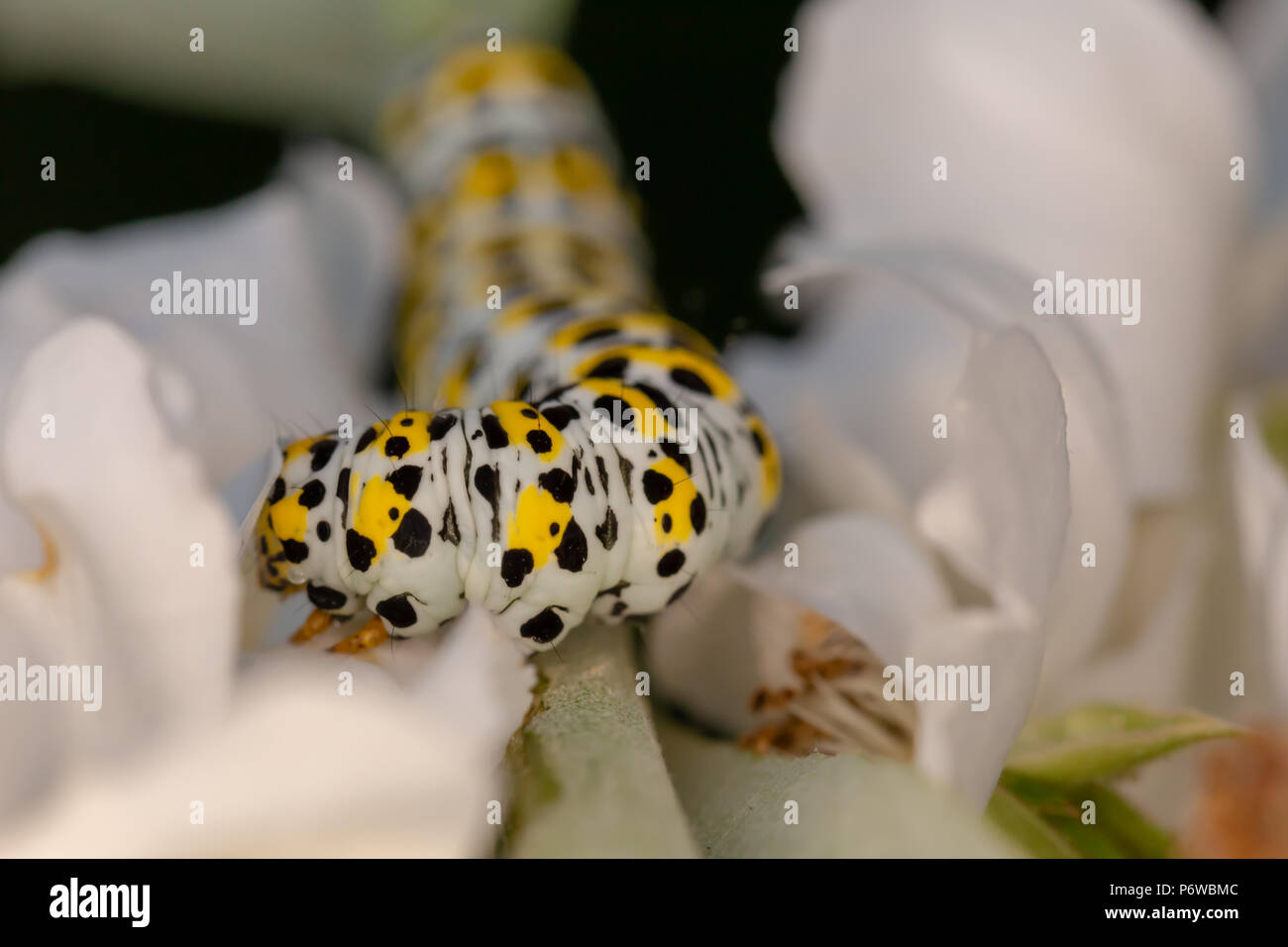 Wildlife macro portrait of Mullein moth caterpillar in centre of image shot with very narrow depth of field amongst white wild roses. Stock Photo