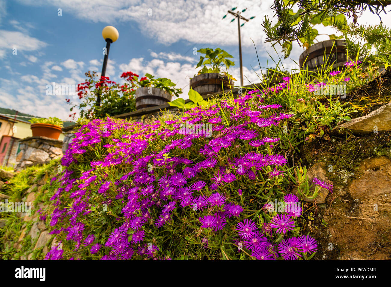 purple wild flowers hanging from old wall Stock Photo - Alamy