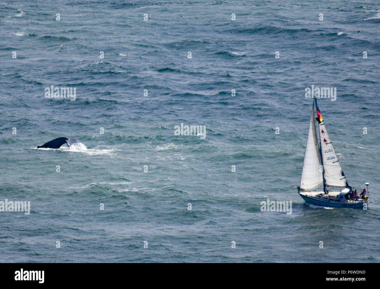 A sailboat chases a small pod of Humpback Whales on a sunny late spring day in San Francisco Bay on May 27th, 2018 Stock Photo