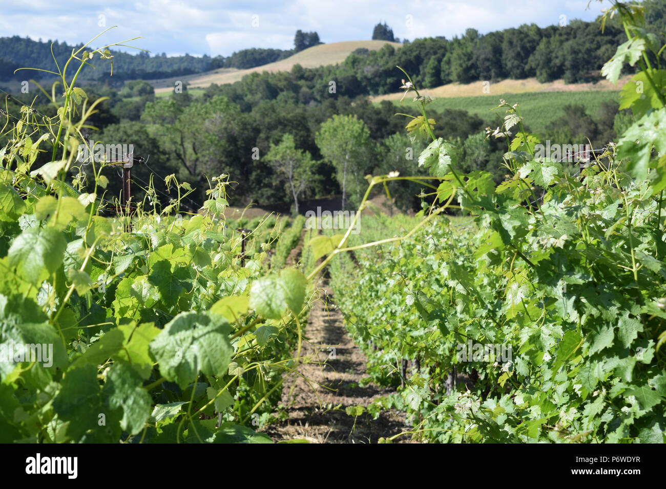 Rows of award-winning grapes on a Russian River Valley vineyard in Sonoma County, California Stock Photo
