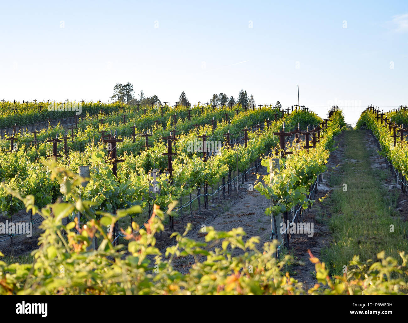 The summer sun slowly sets over a vineyard in the heart of California wine country near Sonoma. Stock Photo