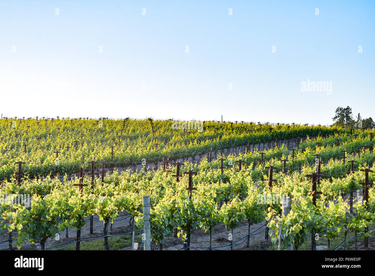 The summer sun slowly sets over a vineyard in the heart of California wine country near Sonoma. Stock Photo