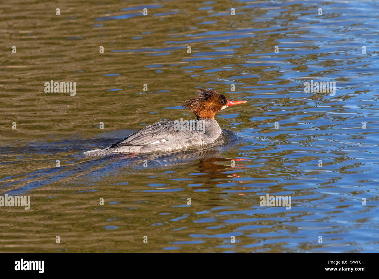 Klamath river basin hires stock photography and images Alamy