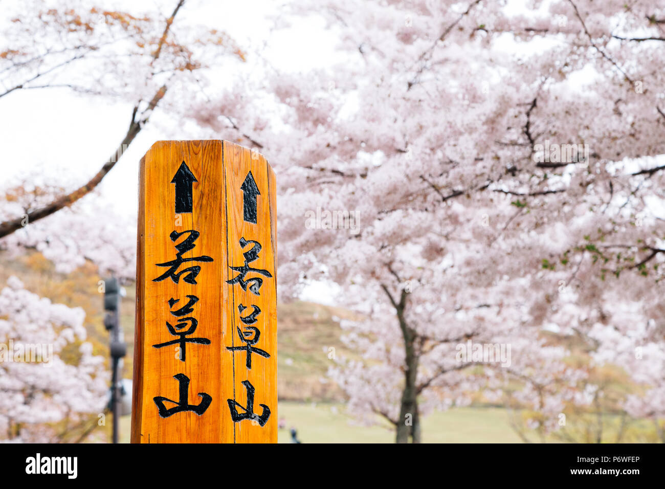 Wakakusa Mountain With Spring Cherry Blossoms In Nara Japan