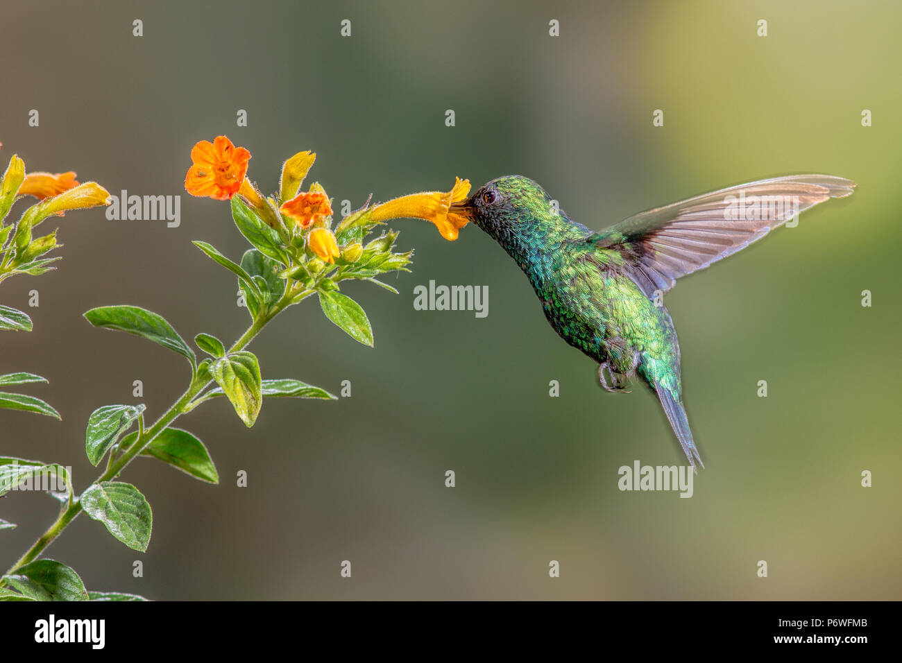 A western emerald hummingbird feeds on nectar rich flowers of the