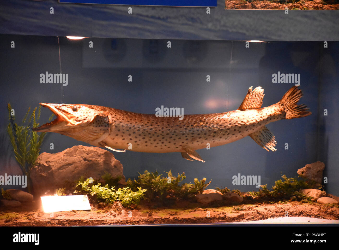 huge freshwater tank fish