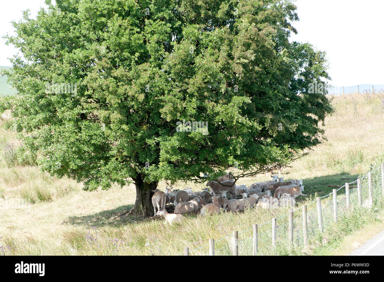 Builth Wells, Powys, UK. 3rd July 2018. Ewes find some refuge from the sun in the shade of a solitary tree on the Mynyd Epynt moorland. Sheep feel the heat, during the ongoing heatwave, near Builth Wells on the Mynyd Epynt moorland in Powys, Wales, UK. © Credit: Graham M. Lawrence/Alamy Live News. Stock Photo