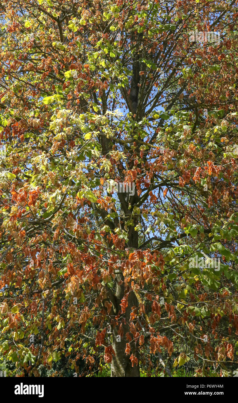 Tree leaves shrivelling in heat uk hires stock photography and images Alamy