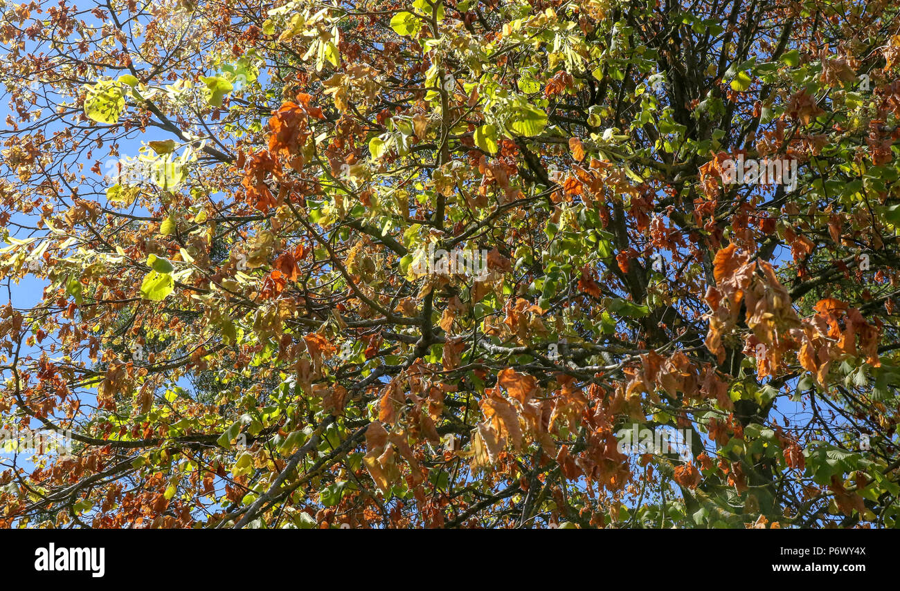 Tree leaves shrivelling in heat uk hires stock photography and images Alamy