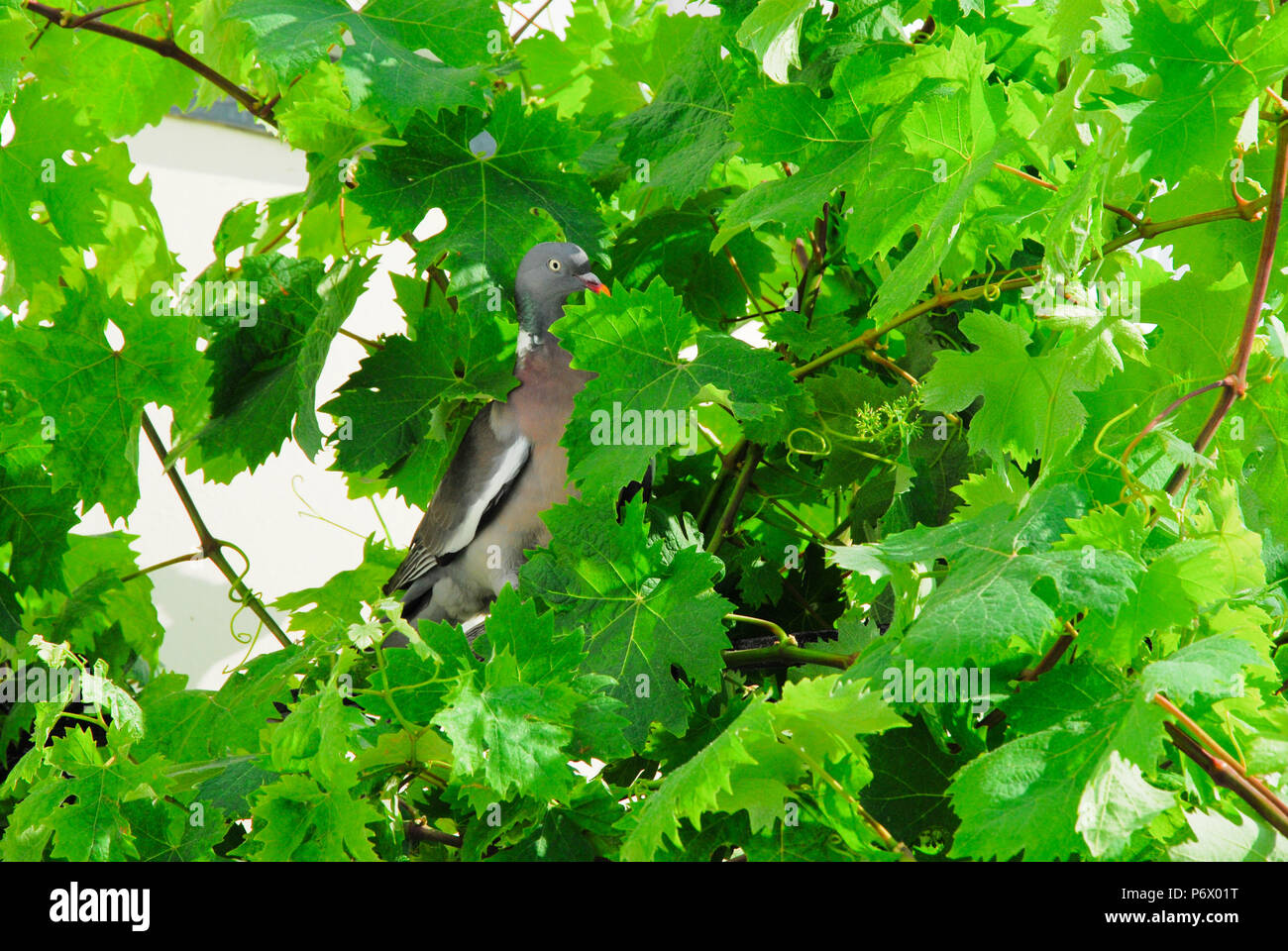 Weymouth. 3rd July 2018. A cheeky pigeon steels tiny grapes from a vine growing on a beach-front cafe in sunny Weynouth Credit: stuart fretwell/Alamy Live News Stock Photo