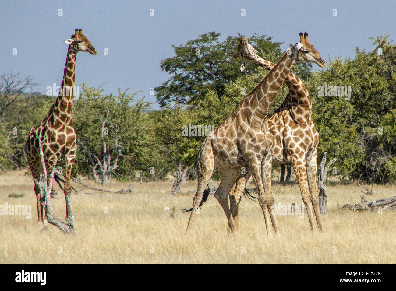 Namibian or Angolan Giraffes - Giraffa Cameloparalis Angolensis - banging heads during a mating ritual while the female looks on, in Etosha, Namibia Stock Photo
