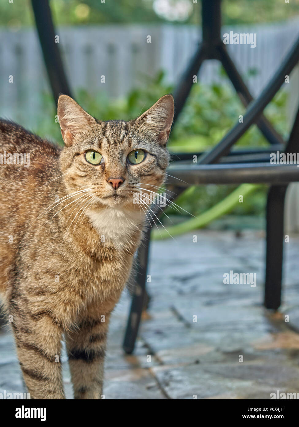Grey tiger stripe domestic shorthair tabby cat outdoors standing on a garden patio. Stock Photo