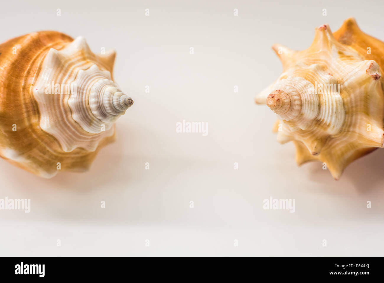 Seashells isolated on white Stock Photo