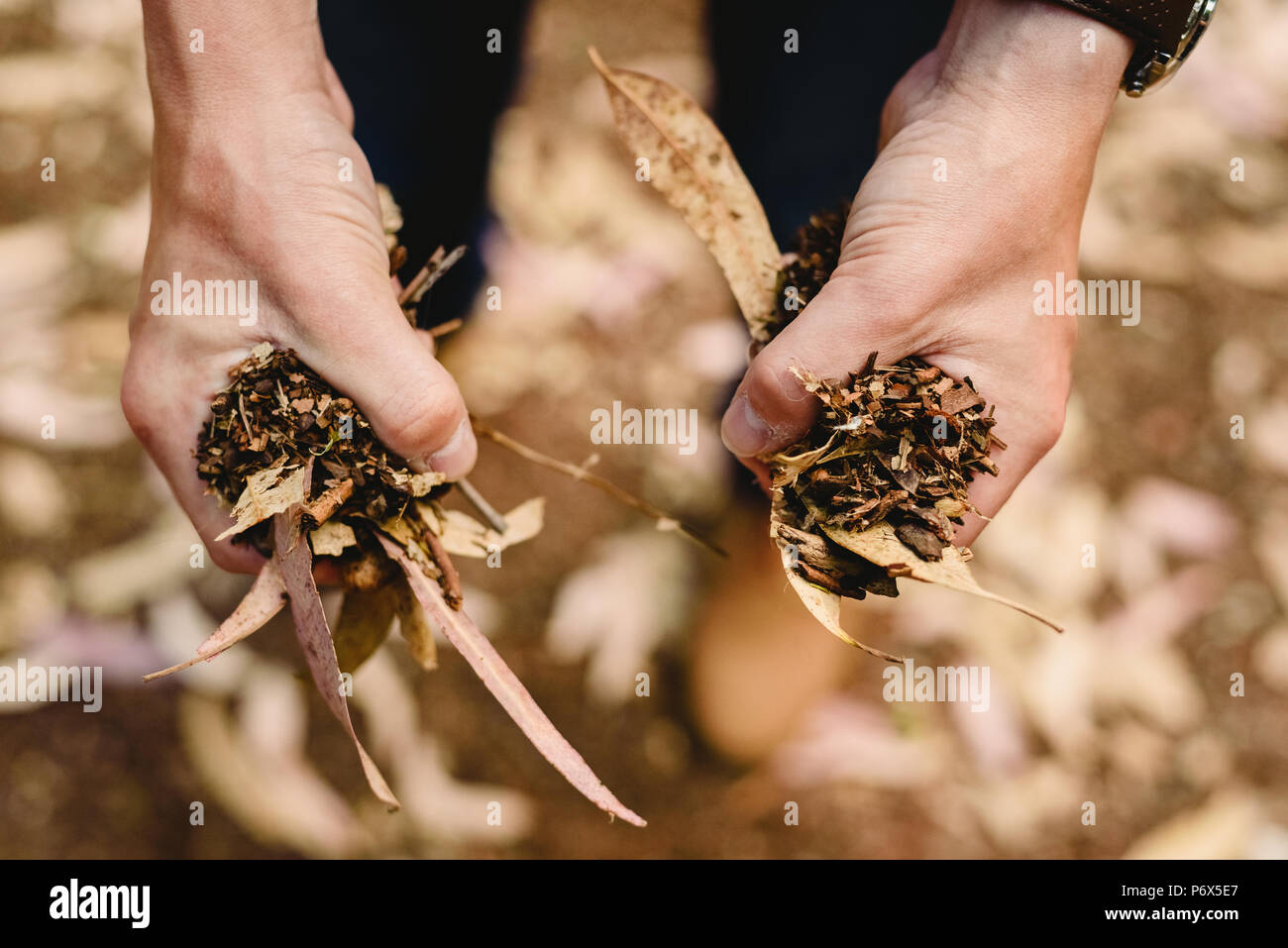 Hand Ful Handful of yellow leaves hi-res stock photography and images - Alamy