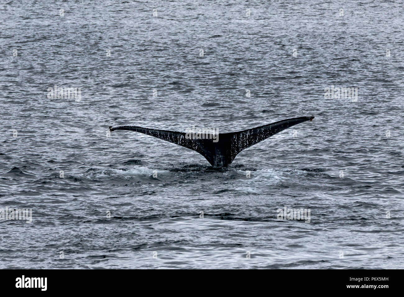 Humpback Whale, Juneau, Alaska, USA, Monday, May 21, 2018. Stock Photo