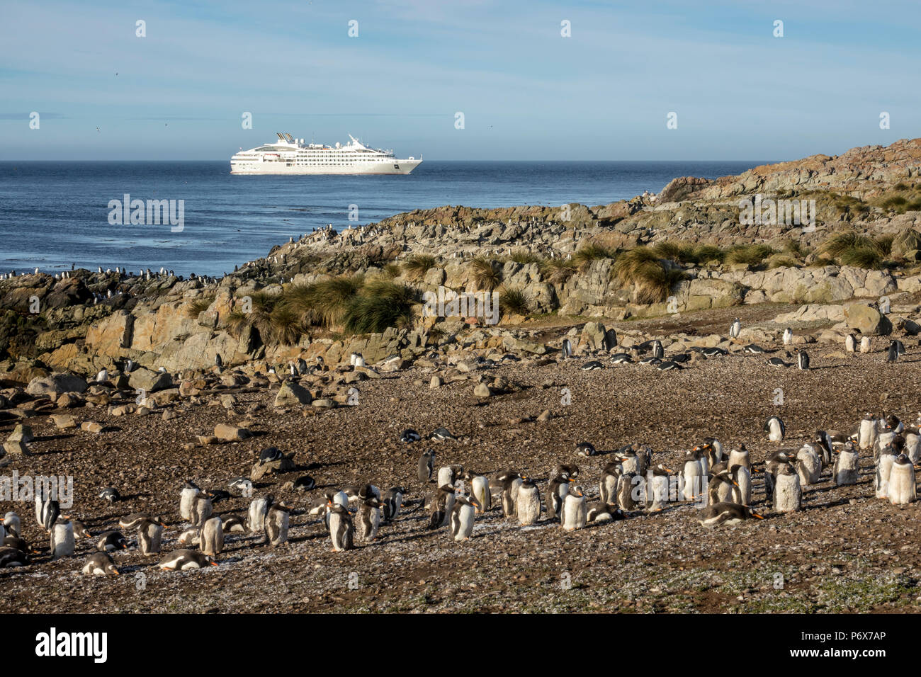 Gentoo penguins at Steeple Jason Island, with Le Lyrial in the background, Falkland Islands Stock Photo
