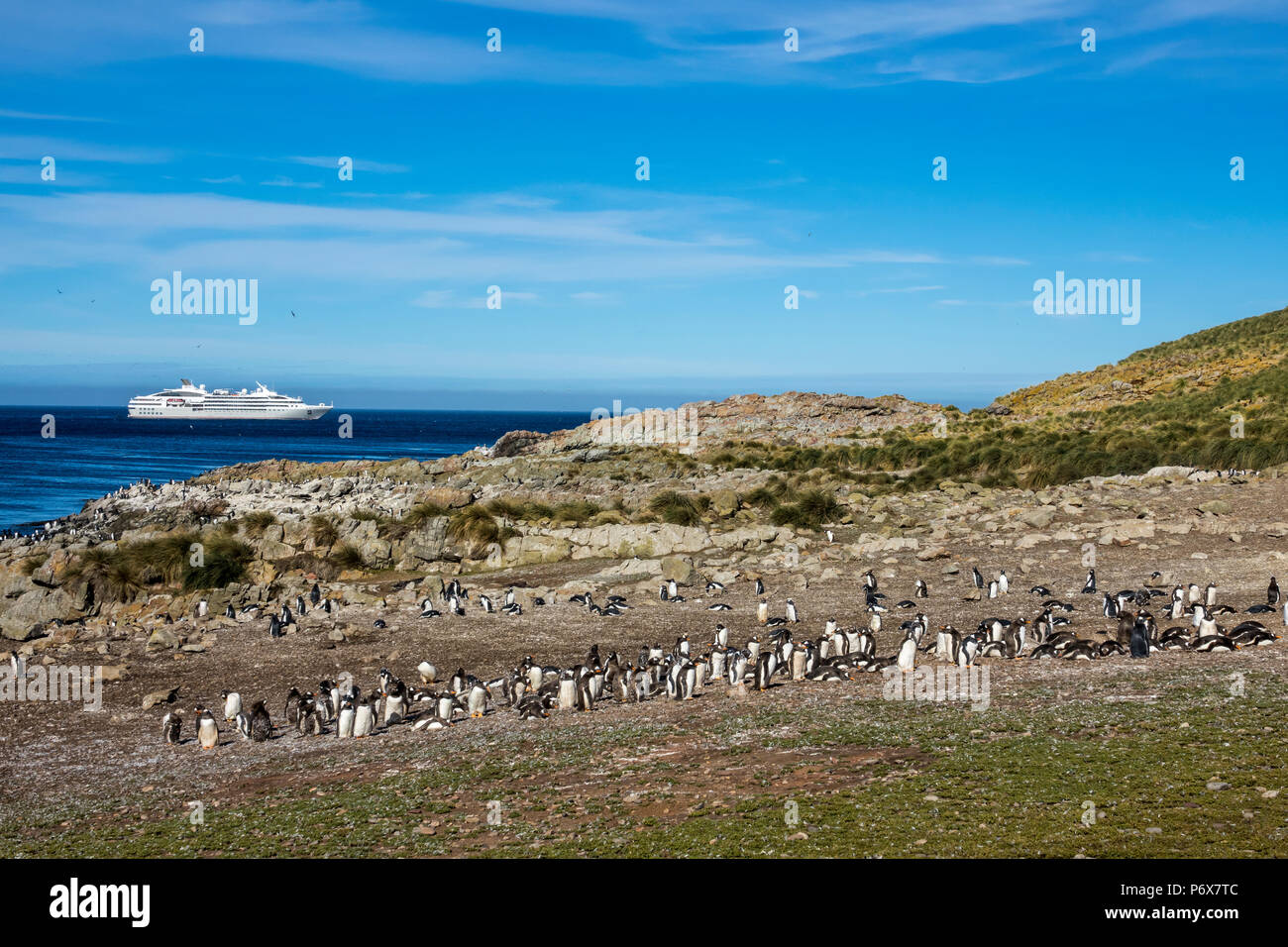 Gentoo penguin colony at Steeple Jason Island, Falkland Islands, with expedition cruise ship Le Lyrial in the background Stock Photo