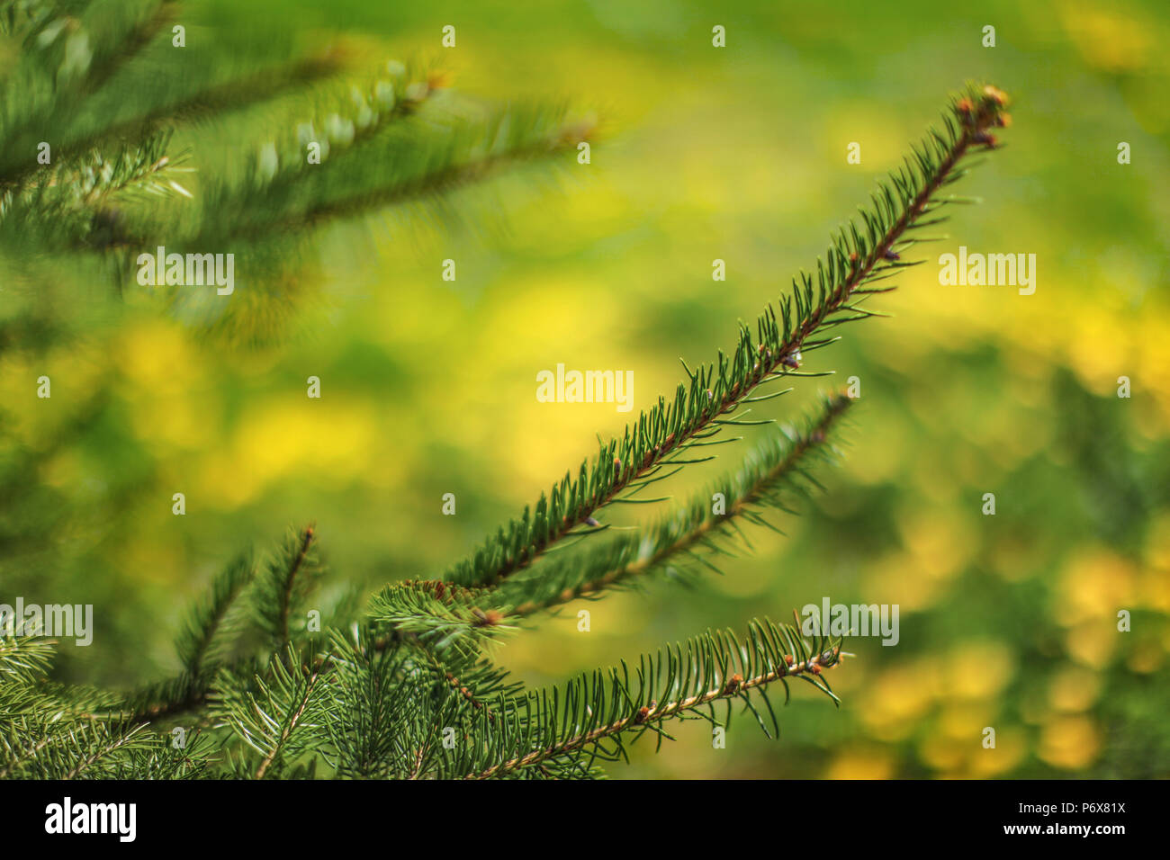 Young branch of pine tree with more coniferous twigs and blurred meadow full of yellow dandelion in background. Stock Photo