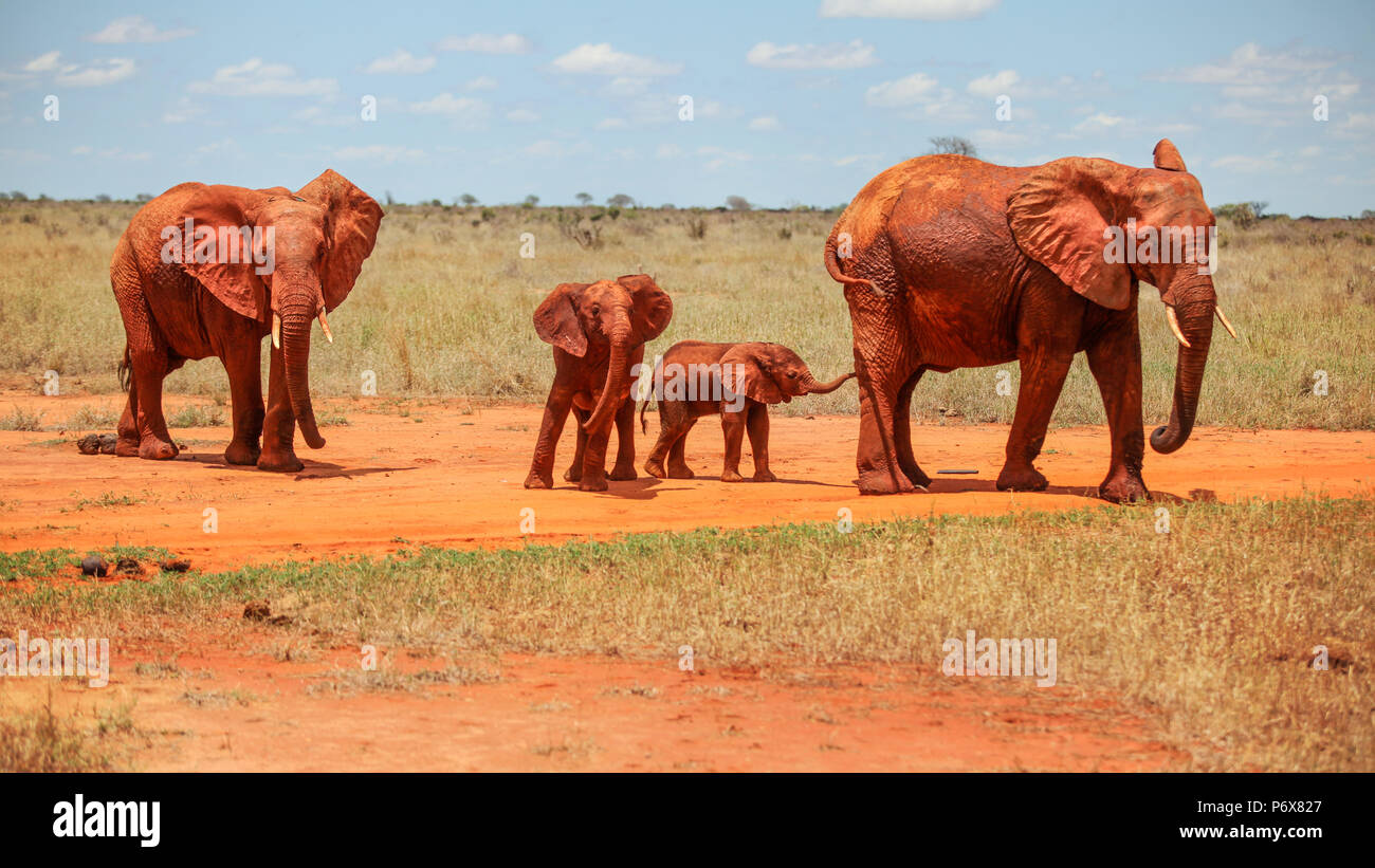 Family of four African elephants (Loxodonta africana) red from dust,  walking on flat landscape on a hot day. Tsavo East National Park, Kenya  Stock Photo - Alamy, image size:1300x821