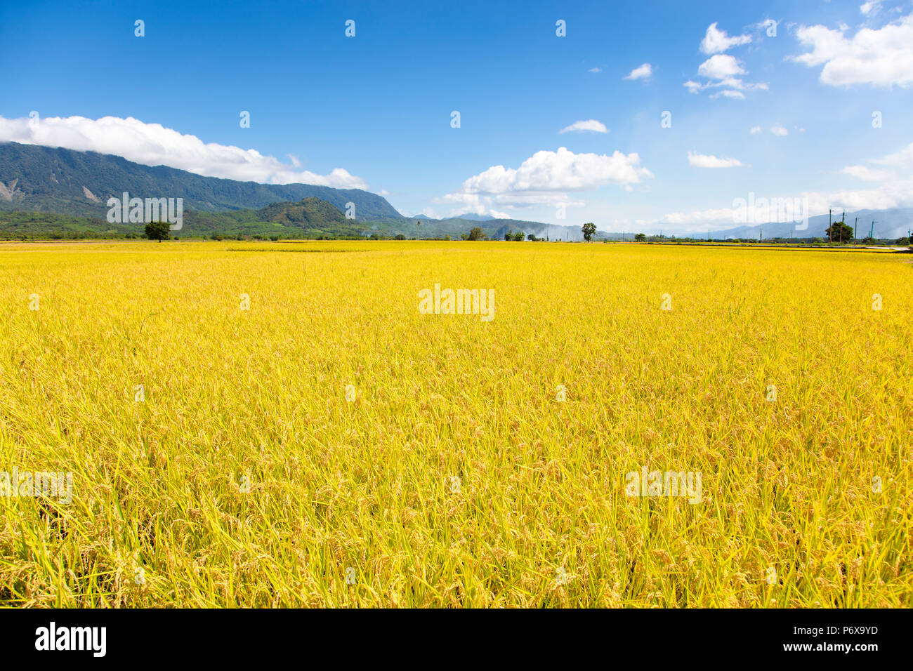 closeup beautiful yellow rice field. Taiwan. Stock Photo