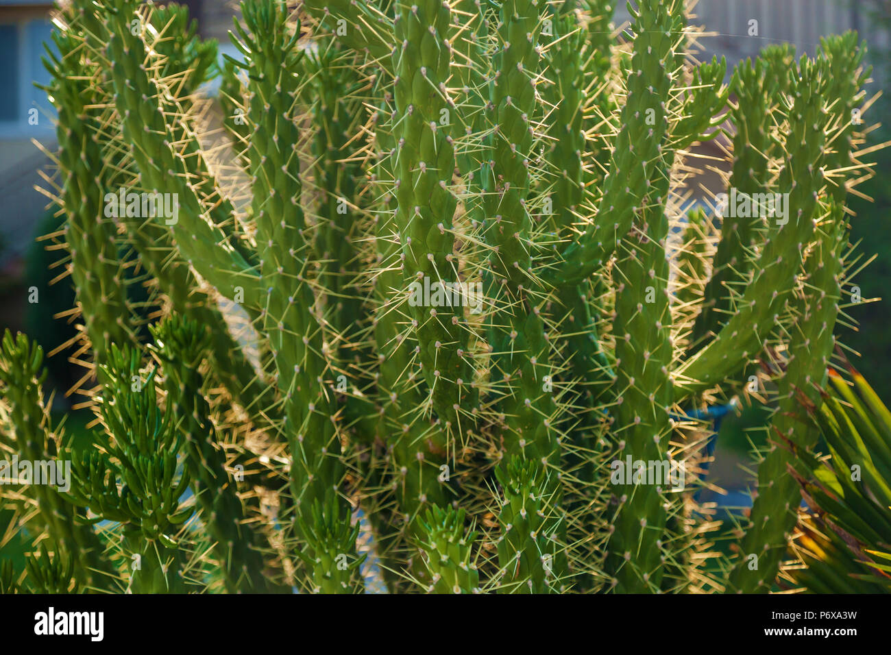 background of different types of cactus growing on the street Stock Photo