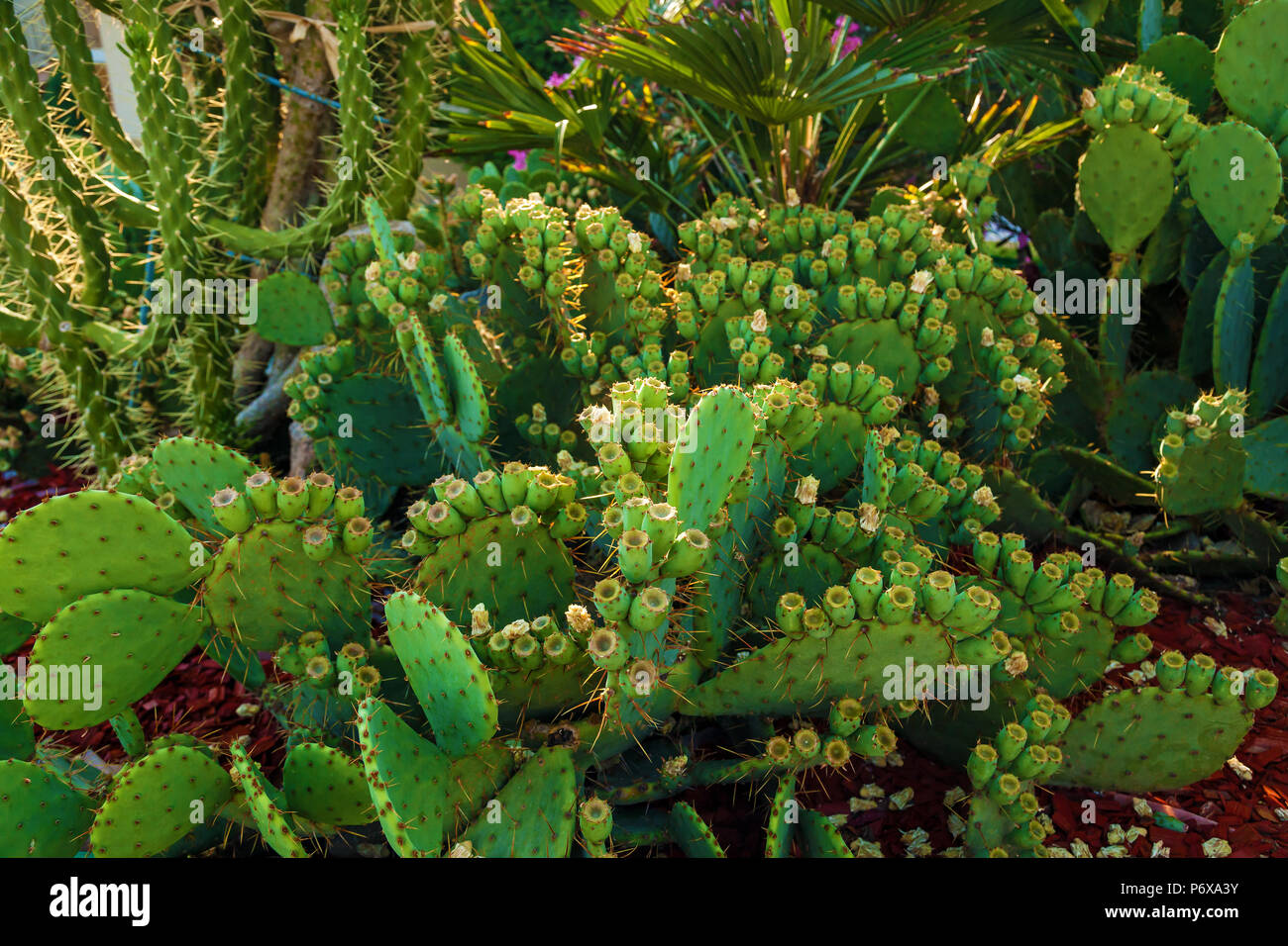 background of different types of cactus growing on the street Stock Photo