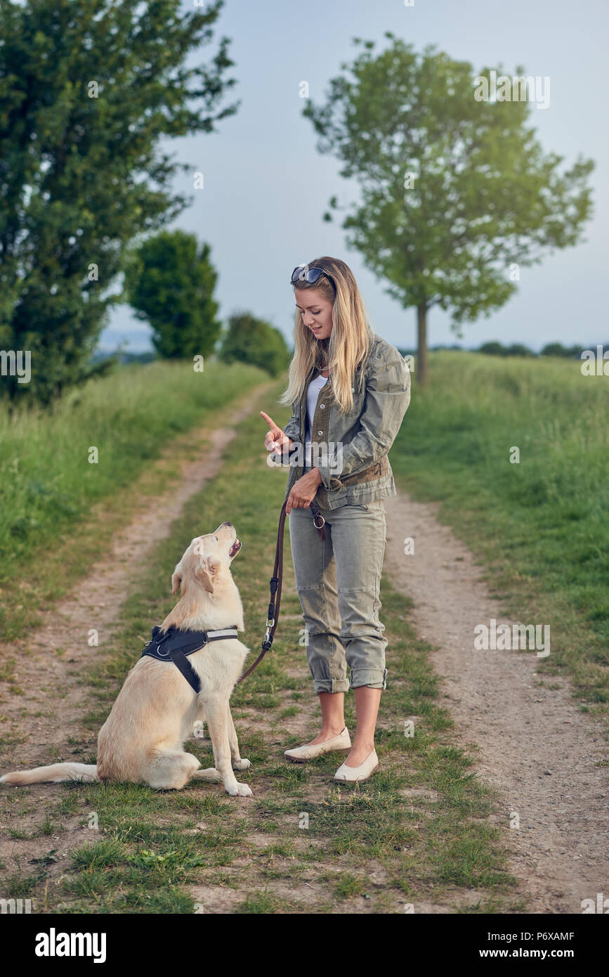 Attractive young woman teaching her dog to an obedient golden Labrador on a walking harness and lead in a country landscape on a farm track Stock Photo