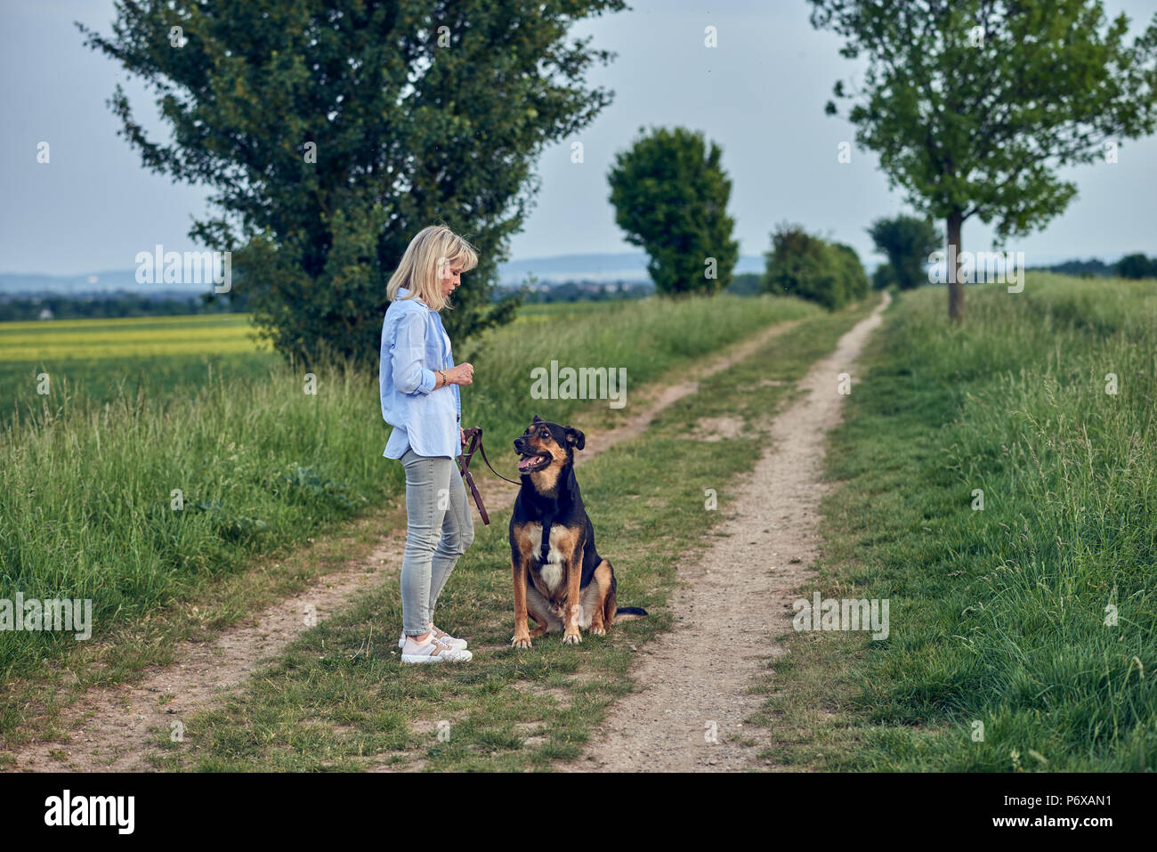 Attractive young woman teaching her dog on a walking harness and lead in a country landscape on a farm track Stock Photo
