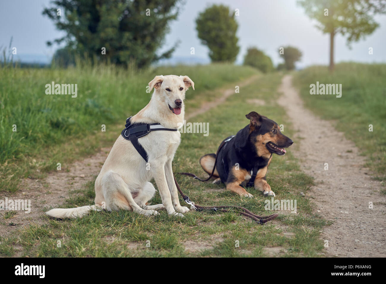 Portrait of two large dogs wearing harnesses resting in rural road during walk Stock Photo