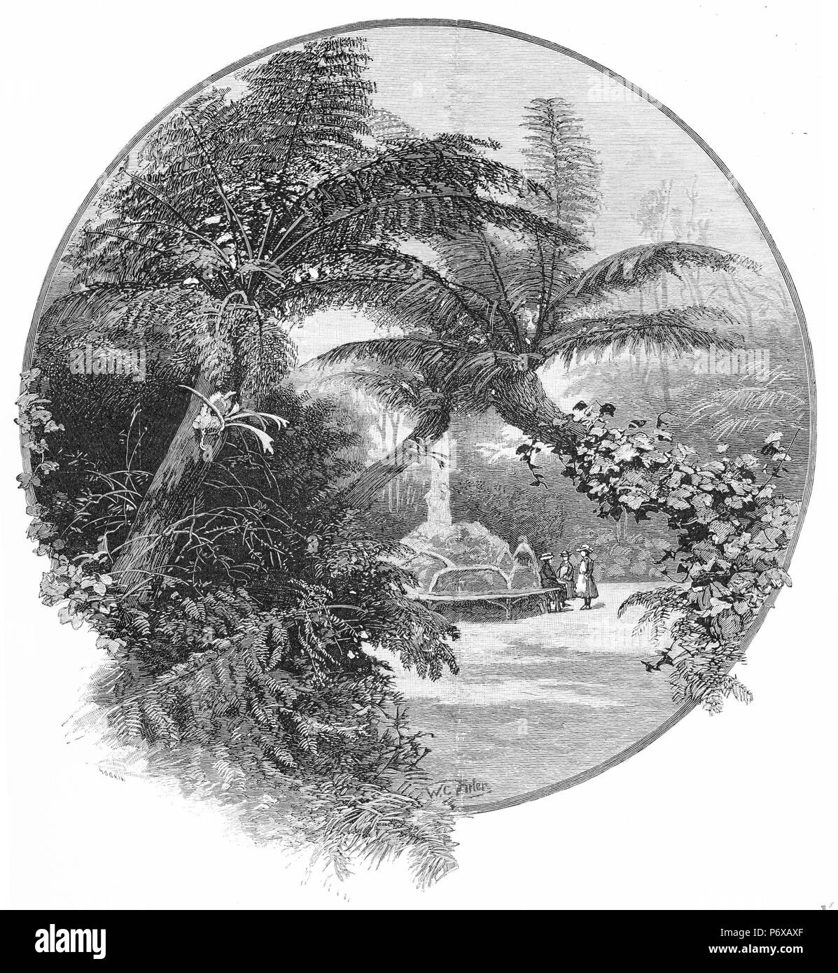 Engraving of a fernery at a public garden in Victoria, Australia. From the Picturesque Atlas of Australasia Vol 2, 1886 Stock Photo