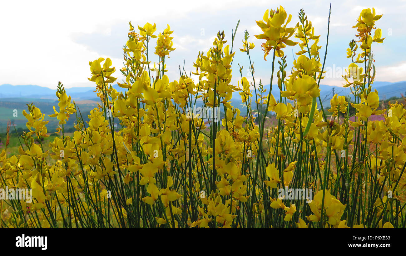 Plant World Cytisus Scoparius