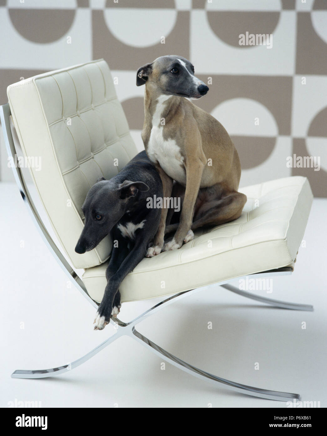 Two whippet dogs lying on white leather Mies van de Rohe Barcelona'chair Stock Photo
