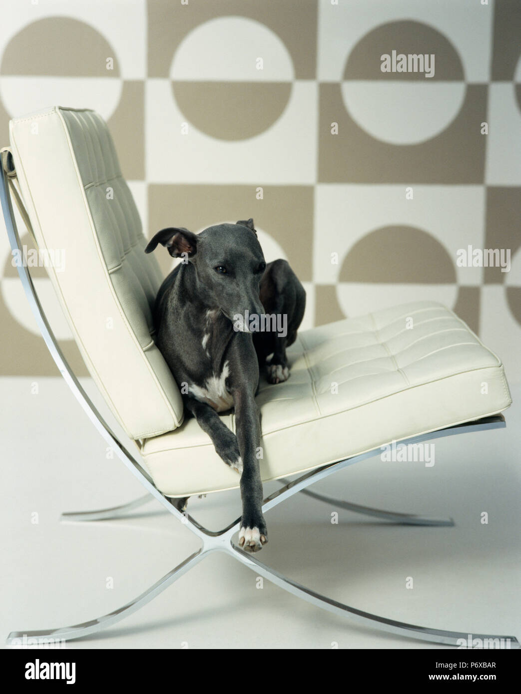 Black Whippet Dog Lying On White Leather Mies Van De Rohe