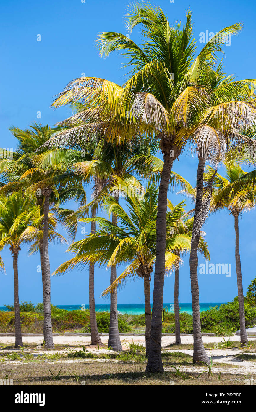 Cuba, Jardines del Rey, Cayo Guillermo, Playa El Paso, Palm trees in gardens of the Sol Guillermo hotel Stock Photo
