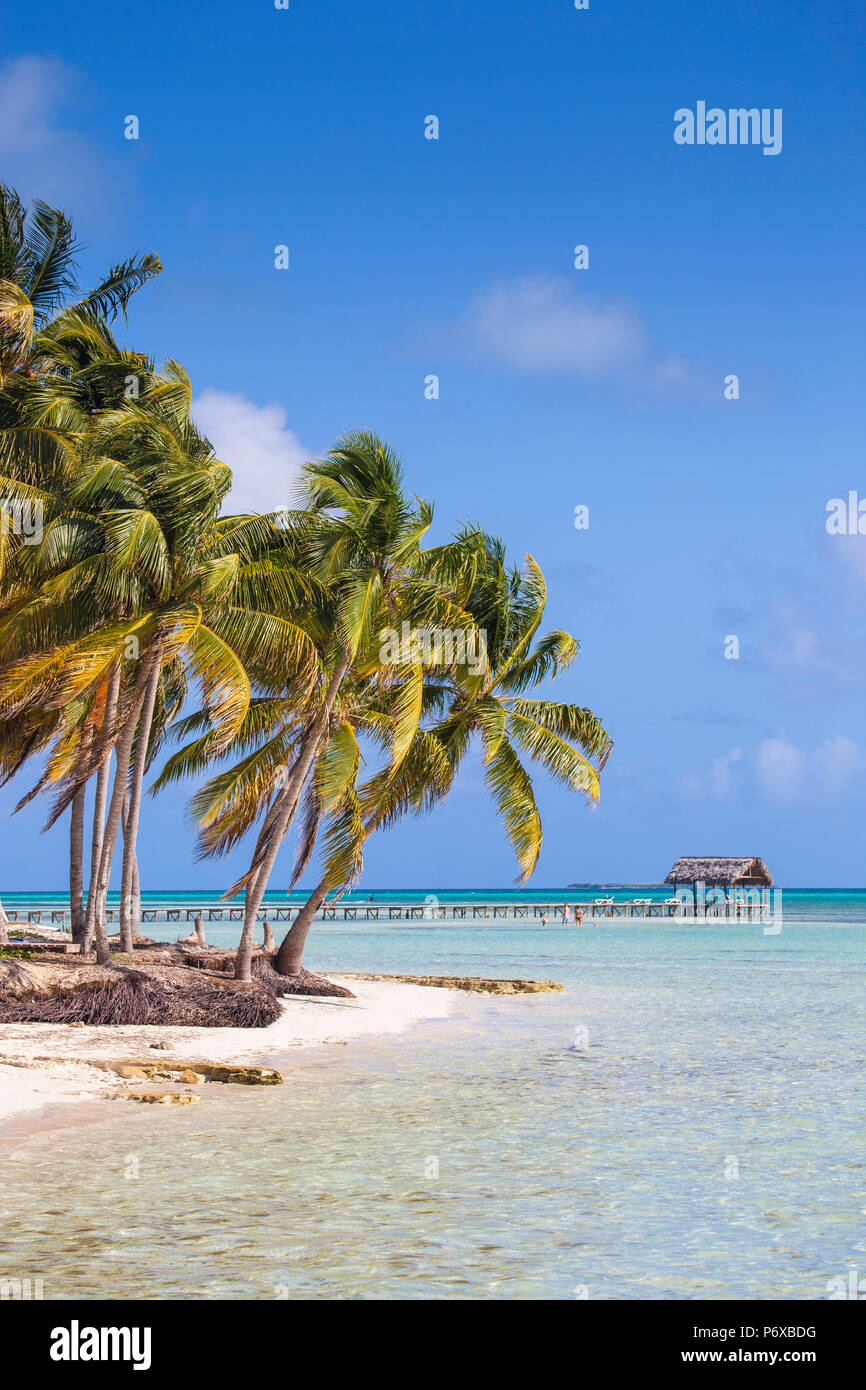 Cuba, Jardines del Rey, Cayo Guillermo, Playa El Paso, Palm trees on white sand beach Stock Photo