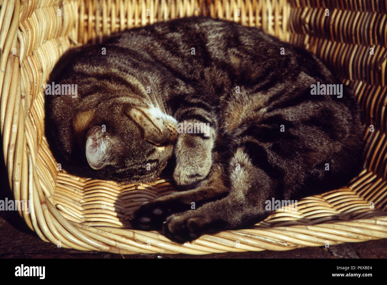 Cat sleeping basket hires stock photography and images Alamy