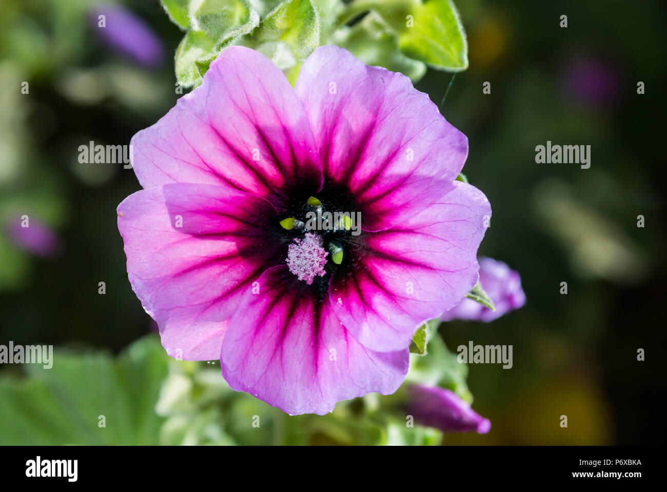 Tree mallow Malva arborea, a close up of the flower of this coastal plant, St Mary's, Isles of Scilly, June Stock Photo
