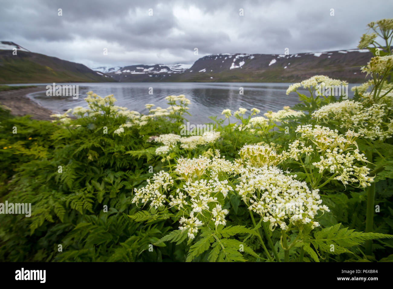 Sweet Cicely Myrrhis odorata, growing near the shore of a fjord, Hornstrandir National Park, Iceland, July Stock Photo