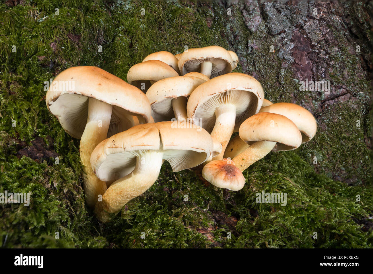 Sulphur tuft Hypholoma fasciculare, a growth of fungi on a tree stump, Cwm Llwch, Brecon Beacons National Park, Wales, November Stock Photo
