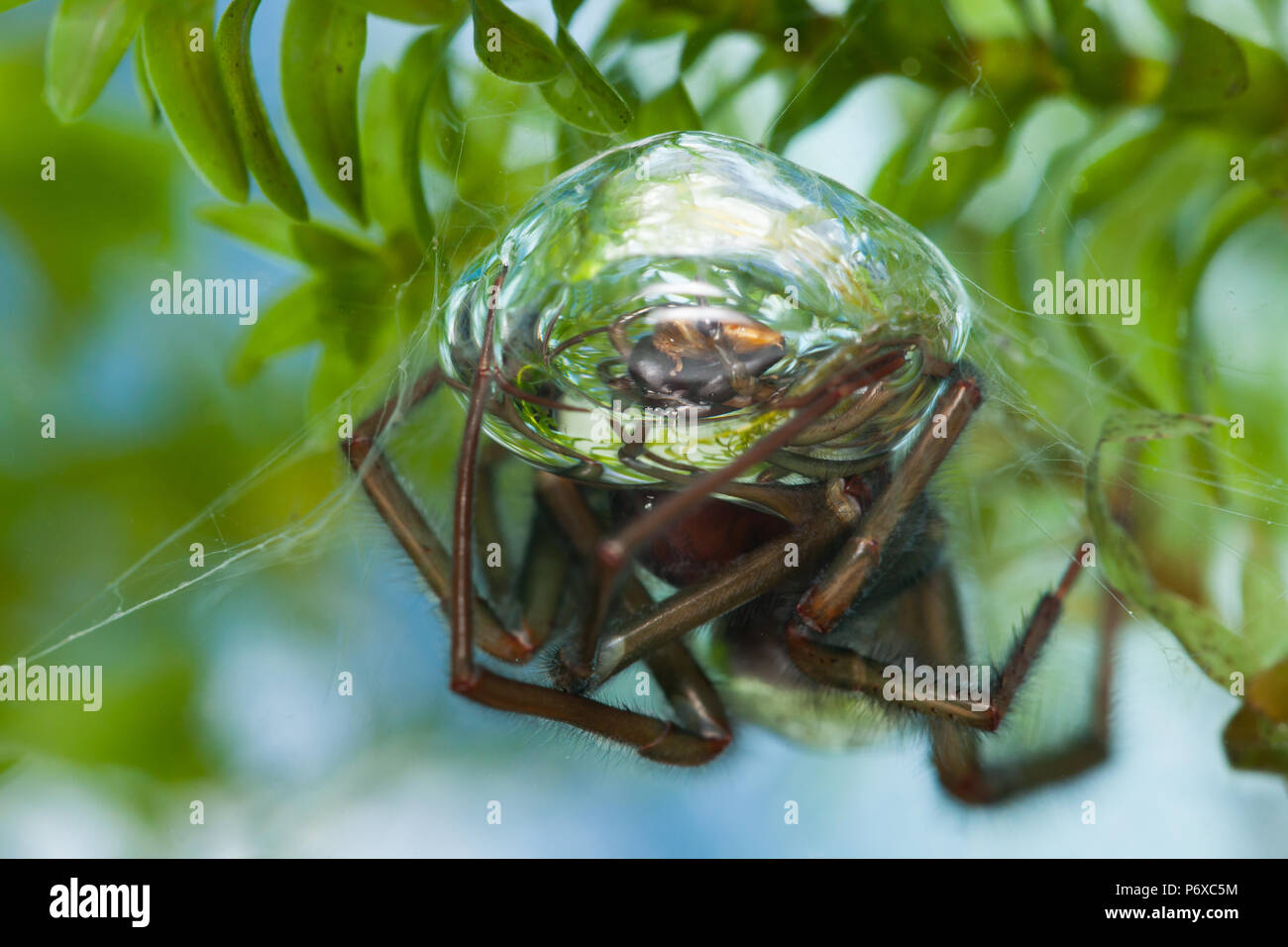 Water spider bubble hi-res stock photography and images - Alamy