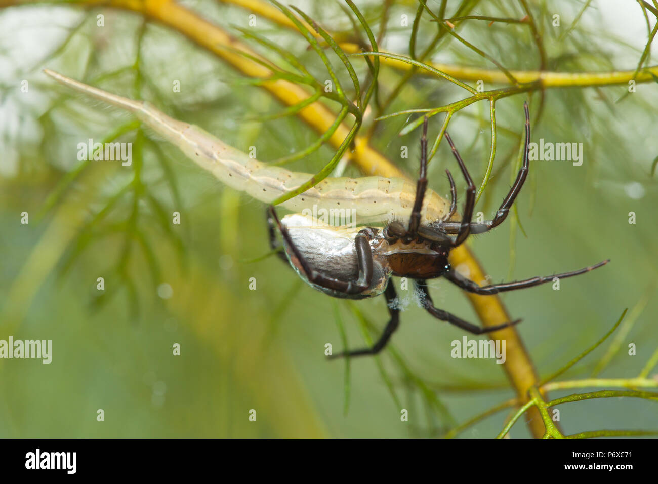 Diving bell spider Stock Photo Alamy