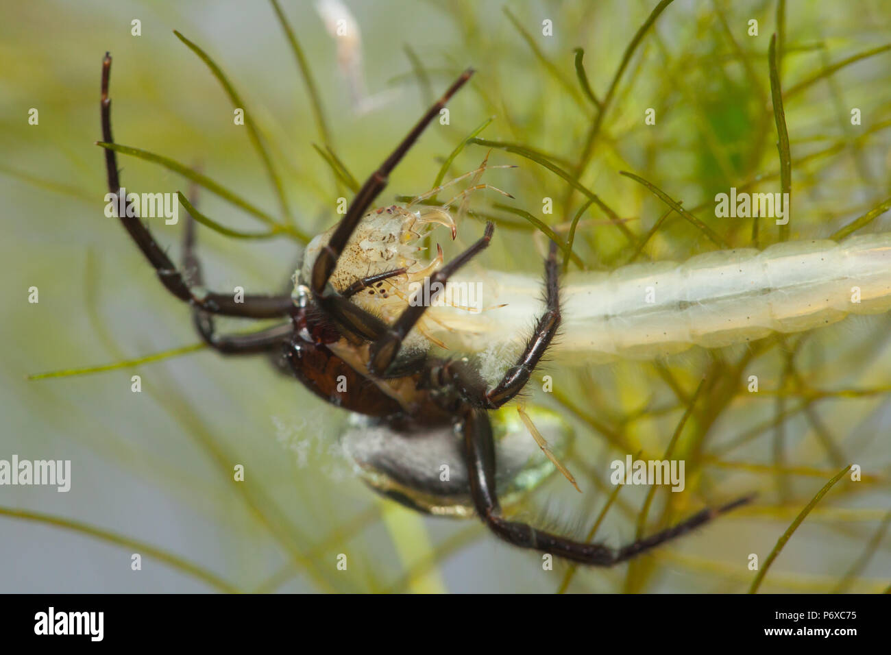 Diving bell spider Stock Photo Alamy